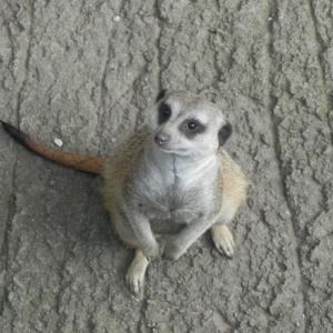 Meet your Posher, Kate